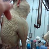 {{brizy_dc_image_alt imageSrc=