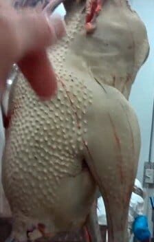 {{brizy_dc_image_alt imageSrc=