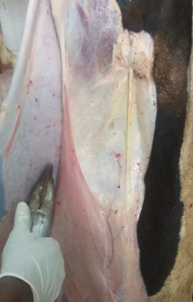 {{brizy_dc_image_alt imageSrc=