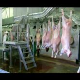 {{brizy_dc_image_alt imageSrc=